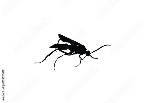 A black silhouette of a wasp with its wings spread, legs extended, and antennae visible against a white background.