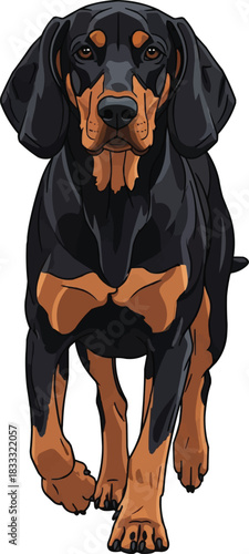 Hungarian Hound dog walking forward front view pose