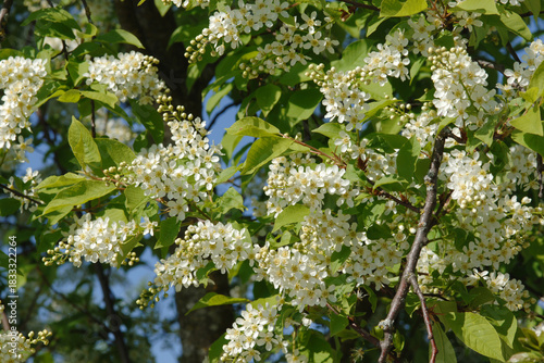 Traubenkirsche, Gewöhnliche Traubenkirsche,  Prunus padus L.