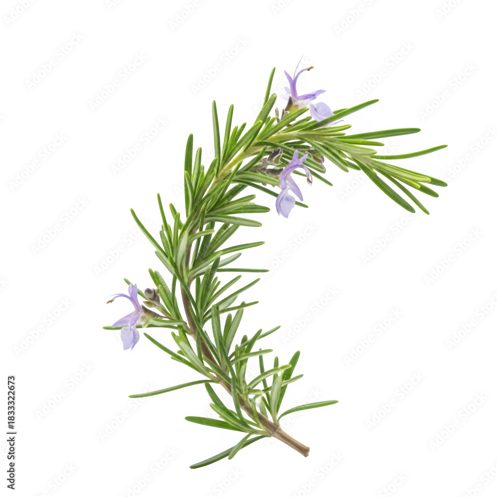 Fototapeta premium Sprig of rosemary with pale purple flowers isolated on black background