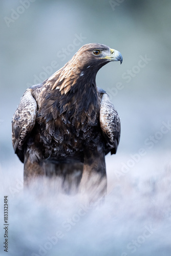 Golden eagle in a frosty landscape early in the morning