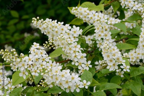 Traubenkirsche, Gewöhnliche Traubenkirsche,  Prunus padus L.