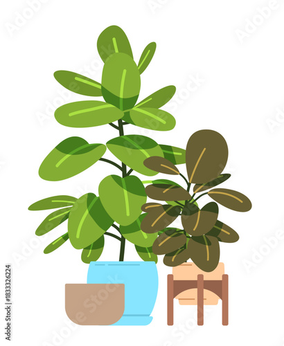 Two ficus trees in pots on isolated background. Floral element for interior decoration