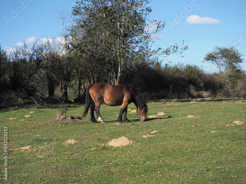 фотографія caballo