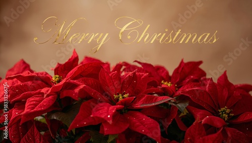 Red Poinsettia Flowers With a Festive Message for Christmas Celebration