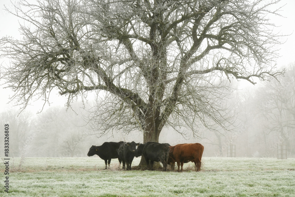 Fototapeta premium Winter scene with cows under a beautiful tree. Rural agricultural landscape with fog, frost and animals.
