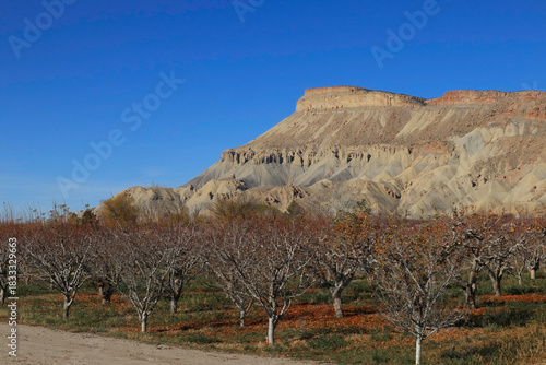 Mt Garfield and an Apple Orchard grove in Palisade Colorado