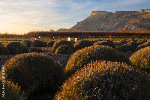 Sunset on Mt Garfield and the Lavender Fields