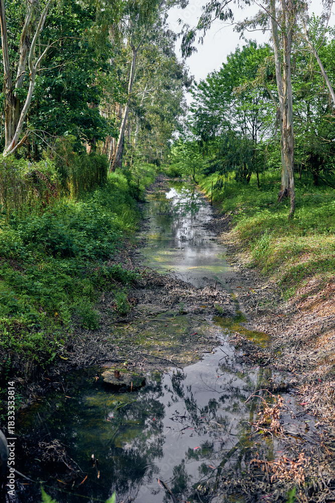 Fototapeta premium Creek, forest, stream, trees, water, reflection, green, nature - Narrow creek winds through dense forest with muddy creekbed and overhanging trees, calm water mirroring foliage and dappled sunlight.