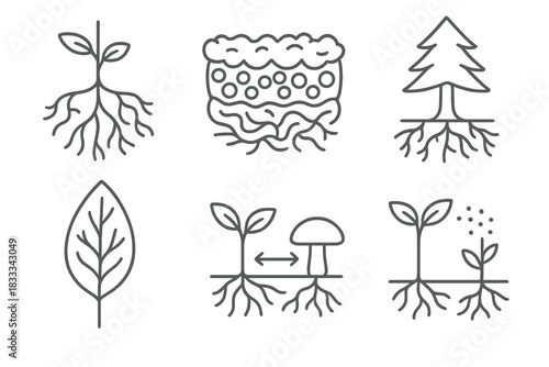 Fungal Symbiosis Icons. Line style icons of fungal symbiosis: mycorrhizal root, lichen cross-section, ectomycorrhizal tree,
