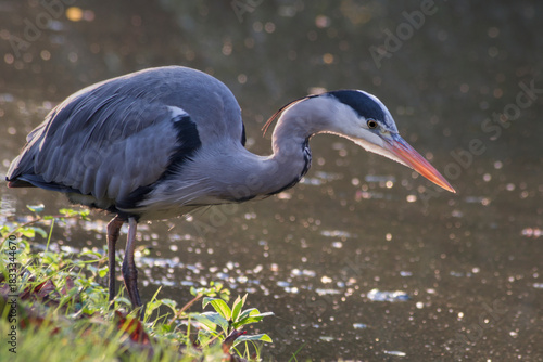 Naklejka Grey heron