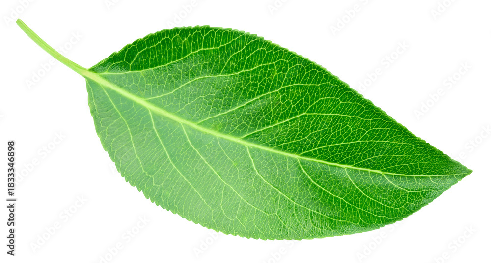 Obraz premium Green pears leaf isolated on transparent. Pears leaf PNG. Pears leaf full macro photo. No AI