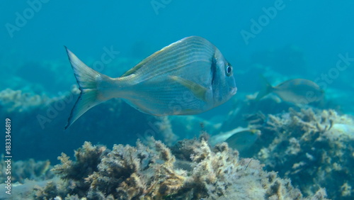 Gilthead seabream or gilt-head bream (Sparus aurata) undersea, Ligurian Sea, Italy, Imperia