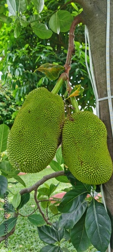 Two large, unripe green jackfruits (Artocarpus heterophyllus) with spiky, bumpy skin hanging from the tropical tree trunk, surrounded by lush green leaves in an outdoor garden.
