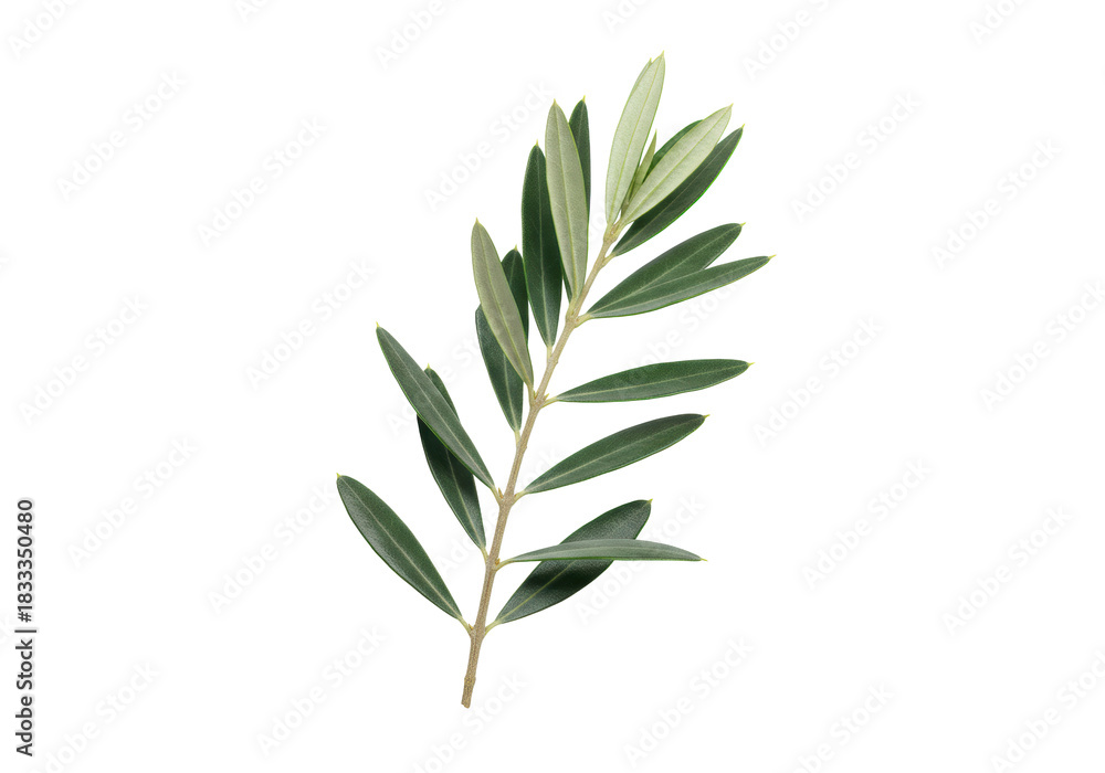 Fototapeta premium A freshly cut olive branch with dark emerald green and silvery-green leaves, finely detailed venation, on a transparent background with copy space, soft shadow. Concept of Mediterranean purity