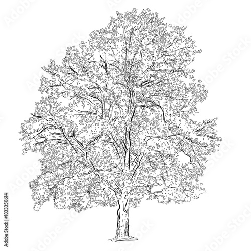 Sycamore Tree [line drawing]