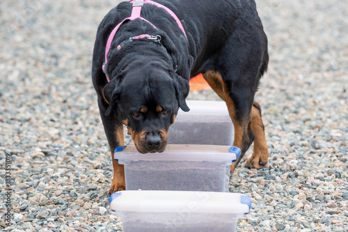 Rottweiler dog checking containers for a scent