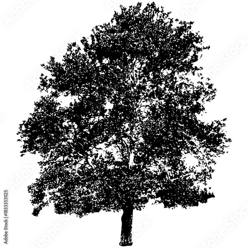 Sycamore Tree [silhouette]