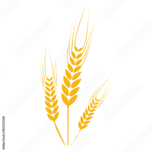 Wheat food  Plant