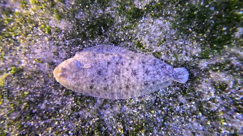 Seezunge liegt gut getarnt auf dem Meeresboden, Plattfisch, Solea solea, Unterwasseraufnahme