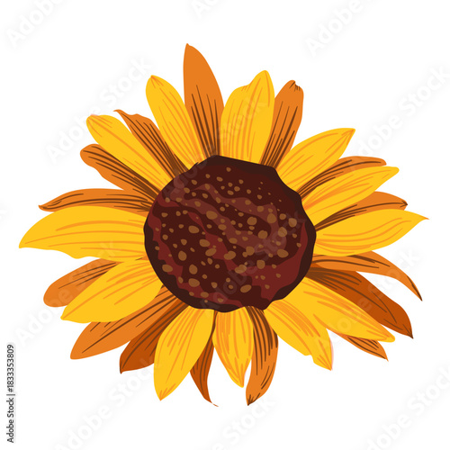 Sunflower head drawing