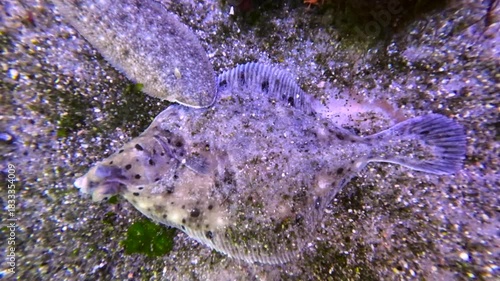Seezunge schwimmt über Flunder am Meeresboden, Solea solea, Platichthys flesus, Unterwasseraufnahme
