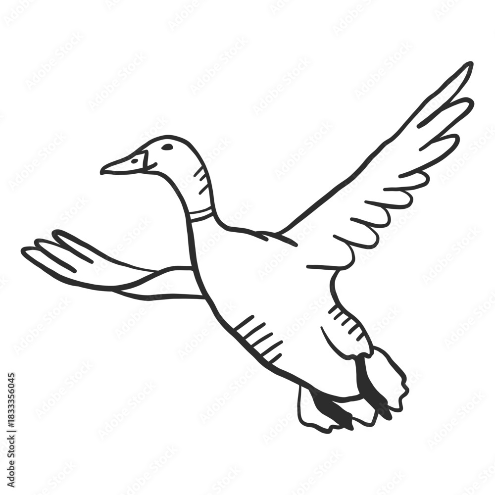 Fototapeta premium Duck drake wild duck beak wing flying doodle bird