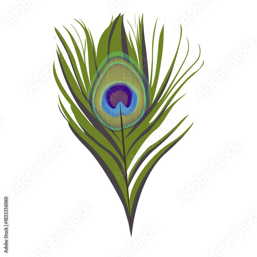 Feather peacock pattern illustration bird