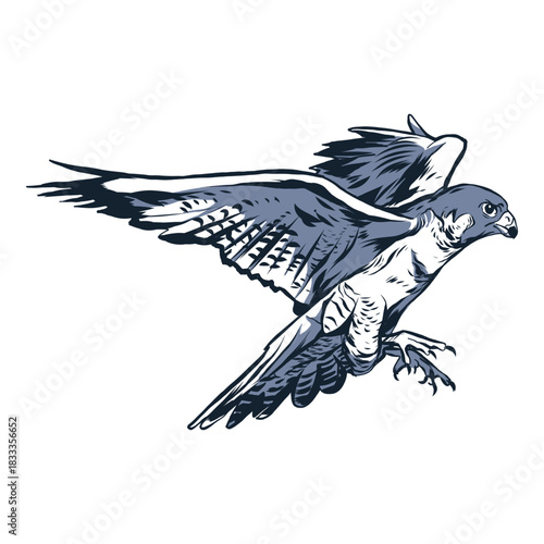 Falcon wing beak illustration