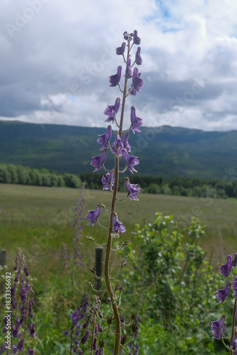Eisenhut, Aconitum ist eine der giftigsten Pflanzen in Europa. Gesehen auf dem Pilgerweg Olavsweg, Gudbrandsdalenleden in der Nähe von Oppdal, Provinz Trøndelag