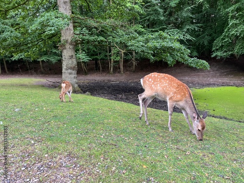 white tailed deer with a kid