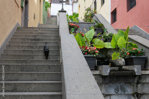 Black cat walking down stone stairs in a colorful street with potted plants and flowers. Travel and urban lifestyle scene in Teror, Gran Canaria, Spain.