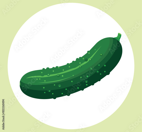 Fresh green cucumber with bumpy skin, isolated on, vector illustration