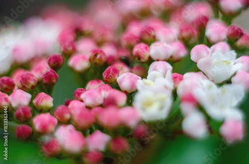 A small pink-white flowers of Vibúrnum tínus that will soon bloom