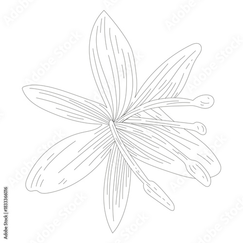 Flower petal stamen line