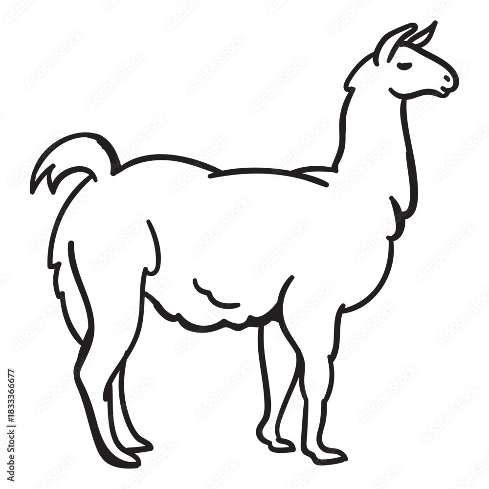 Obraz premium Alpaca stands stroke