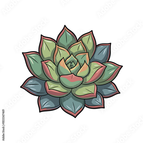 Illustration of a succulent plant with detailed leaves and subtle color variations.