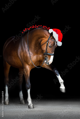Horse in a christmas decor and santa hat on black background
