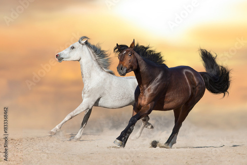 Two horse with long mane free run