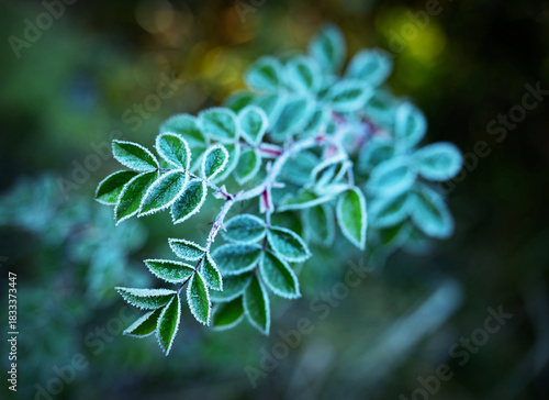 background twig with green leaves with frost