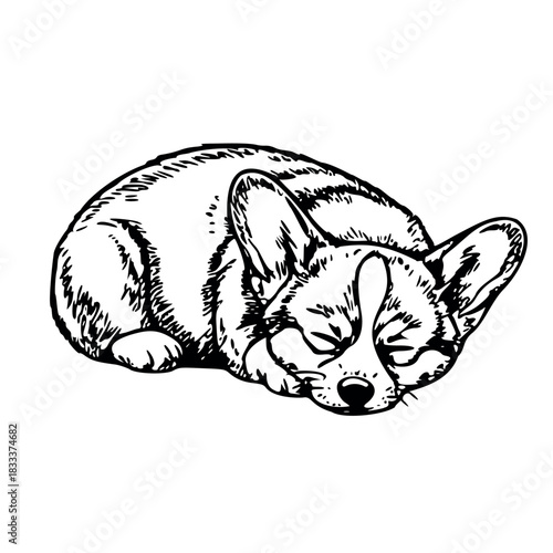Sleeping corgi dog in black and white hand-drawn sketch style 