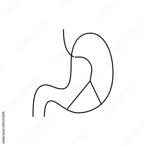 Illustration of a human stomach with dividing lines showing different sections of the organ system
