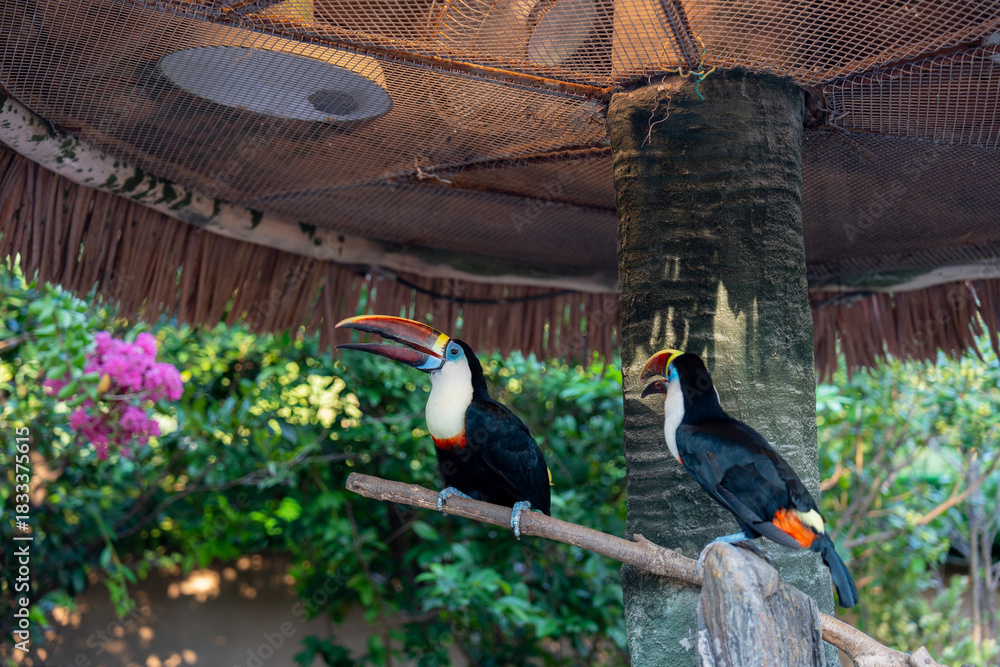 Obraz premium Red-billed toucans is Neotropical bird in family Ramphastidae in Shanghai wild animal park, China
