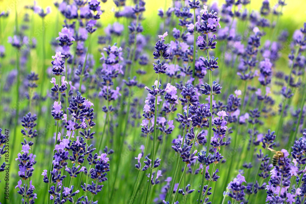 Fototapeta premium Lavender flowers bloom on a flower bed