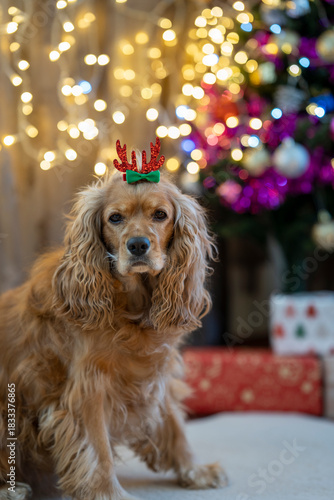 “A dog with a New Year-themed hair clip standing in front of a decorated New Year tree