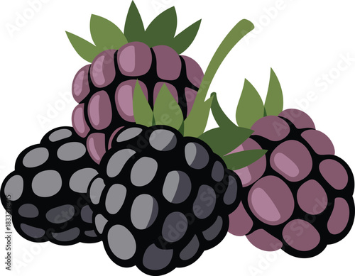 Freshly picked vibrant blackberries healthy nutrition vector illustration design isolated fruit group.