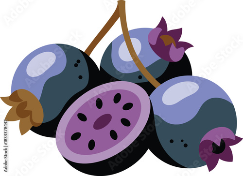 Group of dark blue and purple berries illustration ripe fruit cluster with cross section view vector drawing