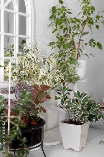 Houseplants stand on the chest of drawers in the living room. Ficus trees. Photo