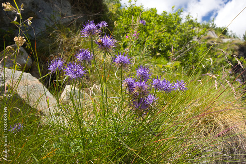Round-headed rampion, Phyteuma orbiculare, prefers full sun exposure on calcareous soils, at an altitude of 600–2,400 metres above sea level.