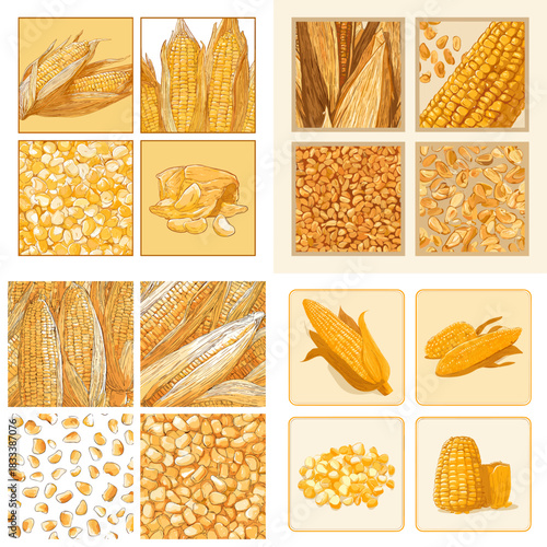 Detailed corn and kernel illustrations showing cobs, grains, popcorn, and dried maize textures in warm golden tones. Perfect for agriculture themes, food design, packaging, and farm visuals.